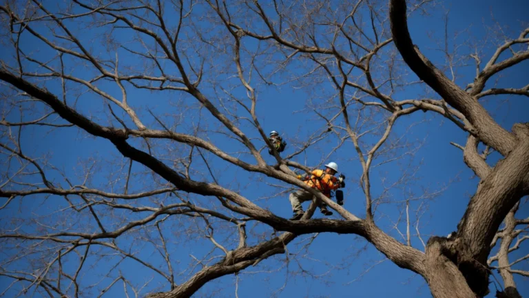 a skilled arborist trims branches from a towering locust tree against a clear blue sky, emphasizing the importance of meticulous pruning for tree health in locust grove, ga.