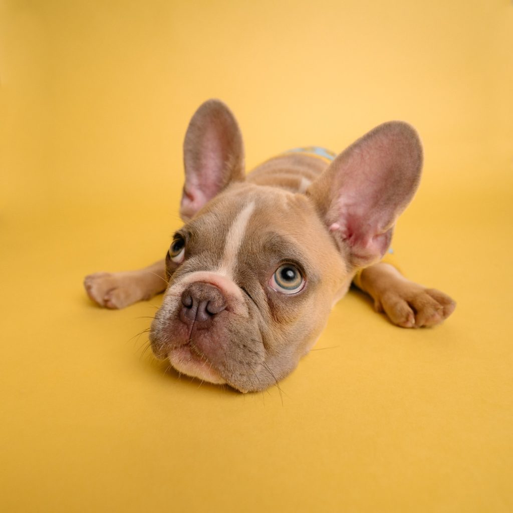 a small dog lying on a yellow surface