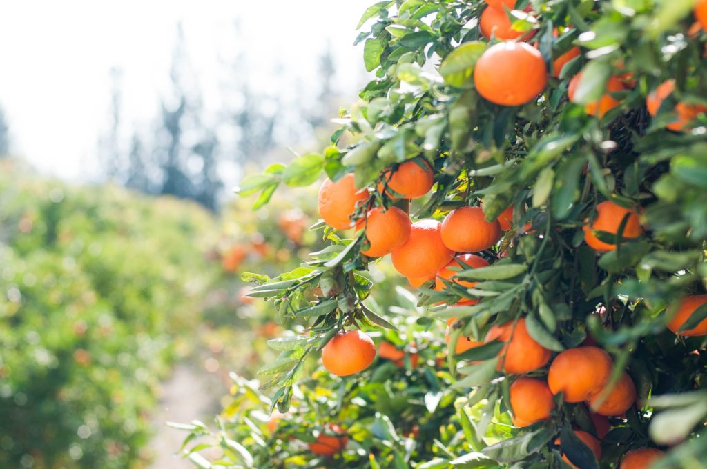 a tree with orange fruit