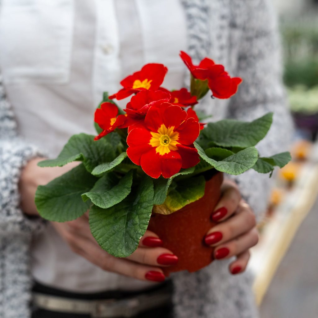 a person holding a bouquet of flowers